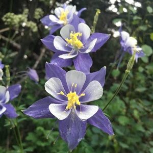 Meet your Posher, Ami